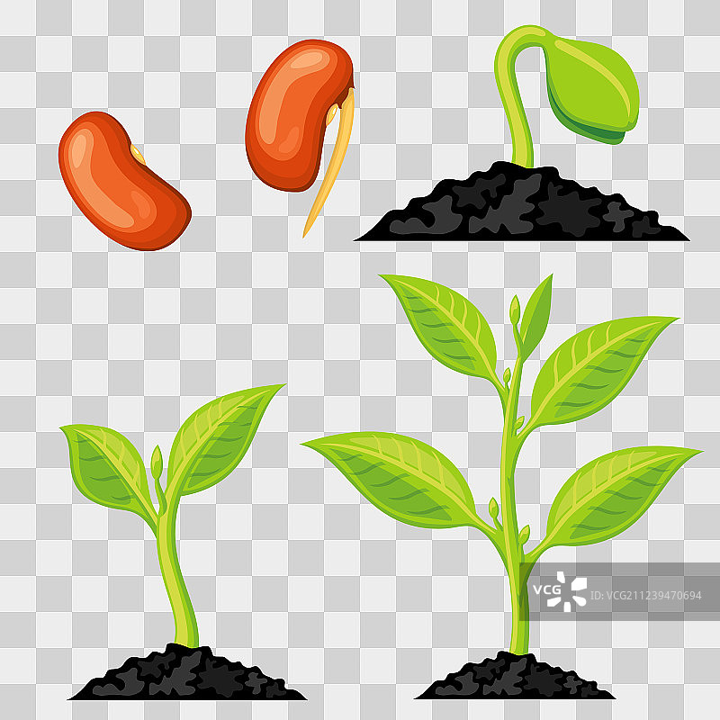 植物从种子到发芽的生长阶段图片素材