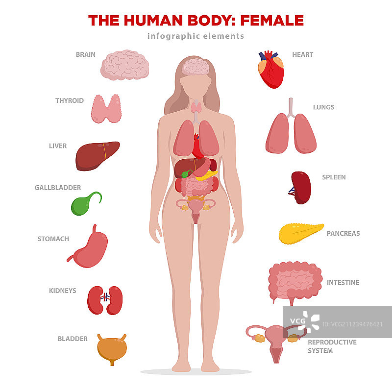包含集合的人体解剖信息图元素图片素材