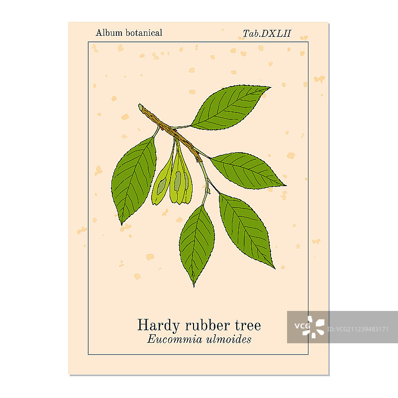 药用植物杜仲图片素材