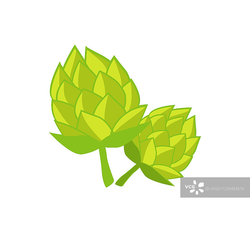 绿色蛇麻草啤酒花图片素材