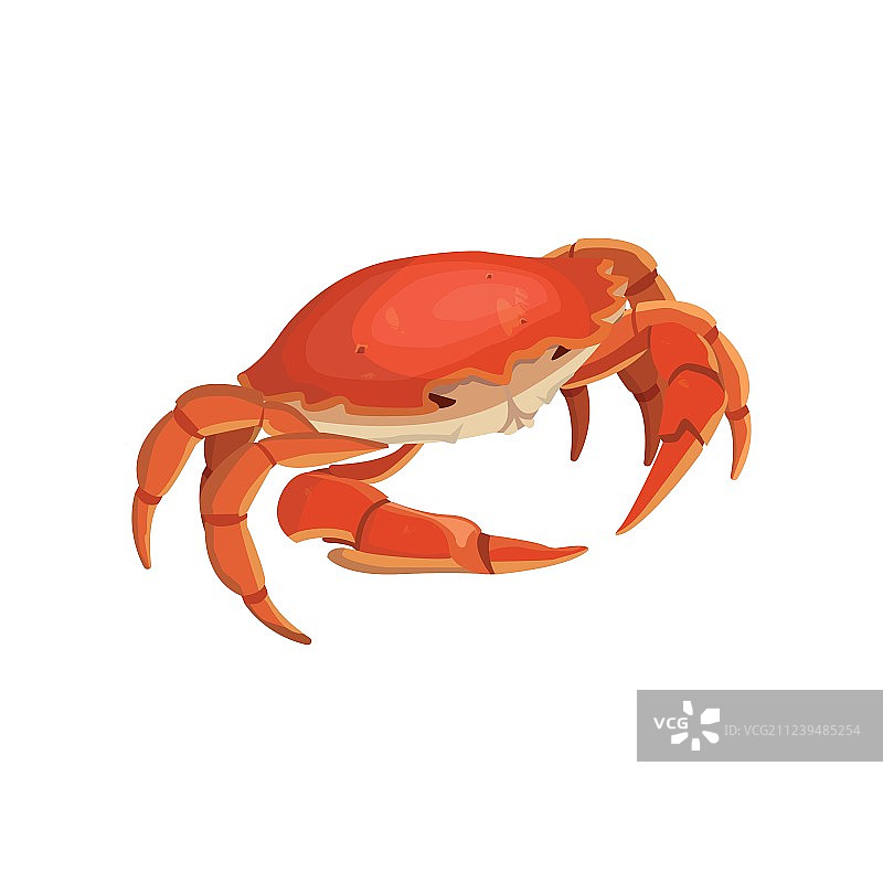红色螃蟹贝类生物写实图片素材