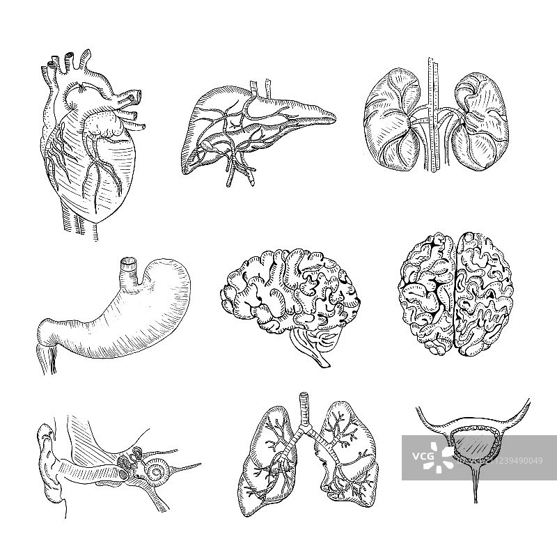 手绘人体器官合集图片素材