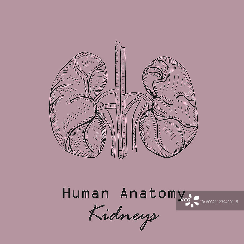 手绘人体肾脏图片素材