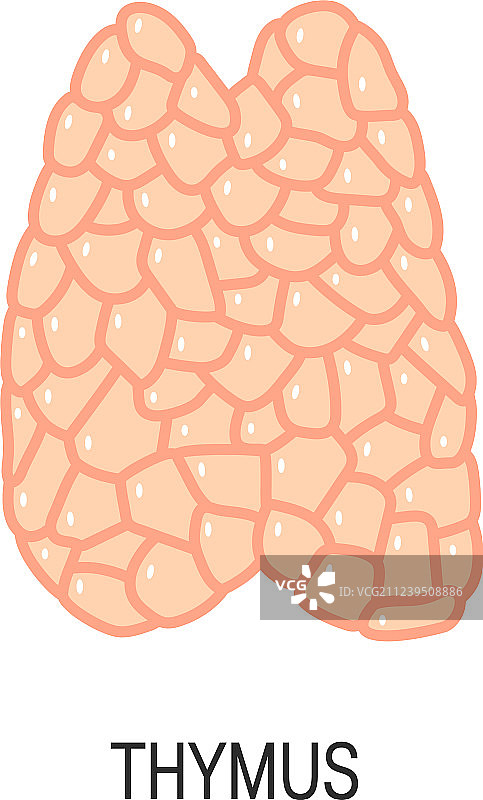 百里香图片素材