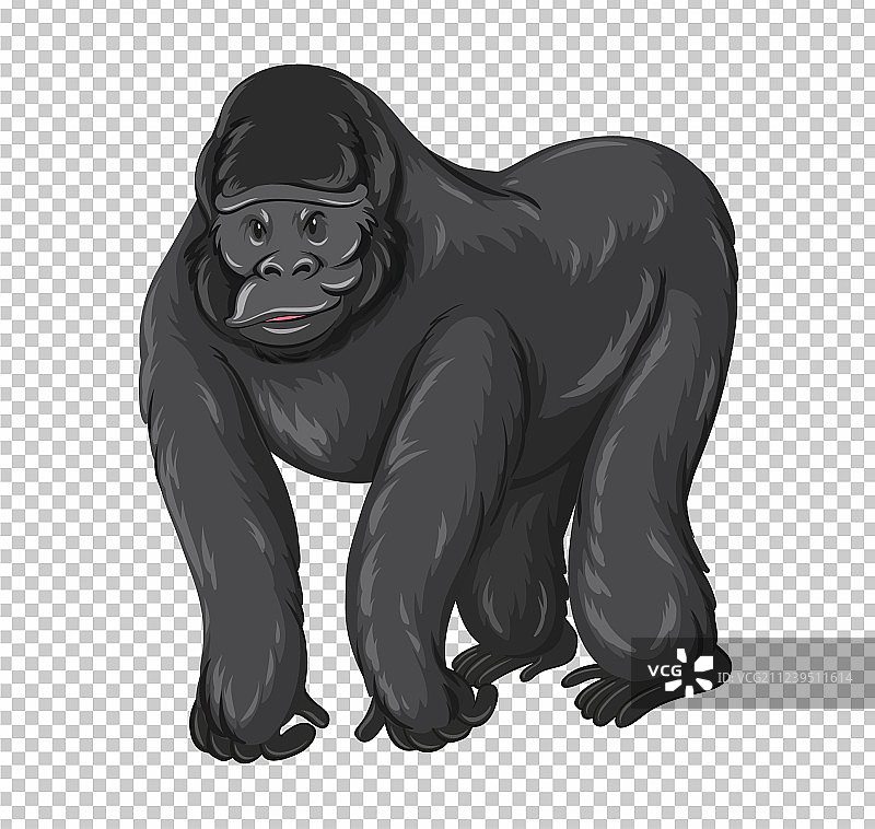 透明背景上的野生大猩猩图片素材