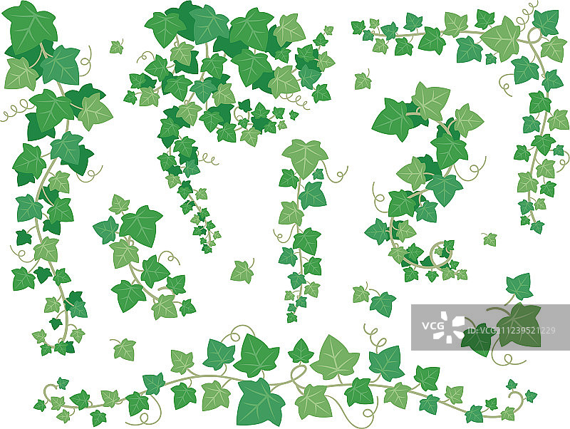 常春藤绿叶悬挂的攀缘植物枝条图片素材