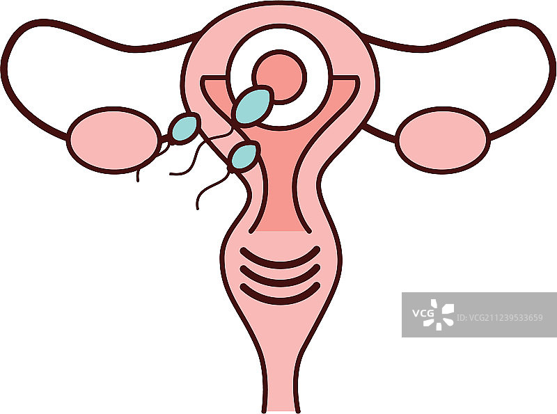 女性生殖器官图标图片素材