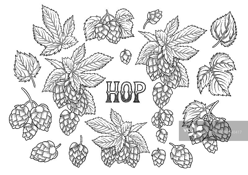 啤酒花图案合集图片素材