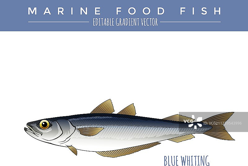 蓝鳕鱼海洋食品图片素材