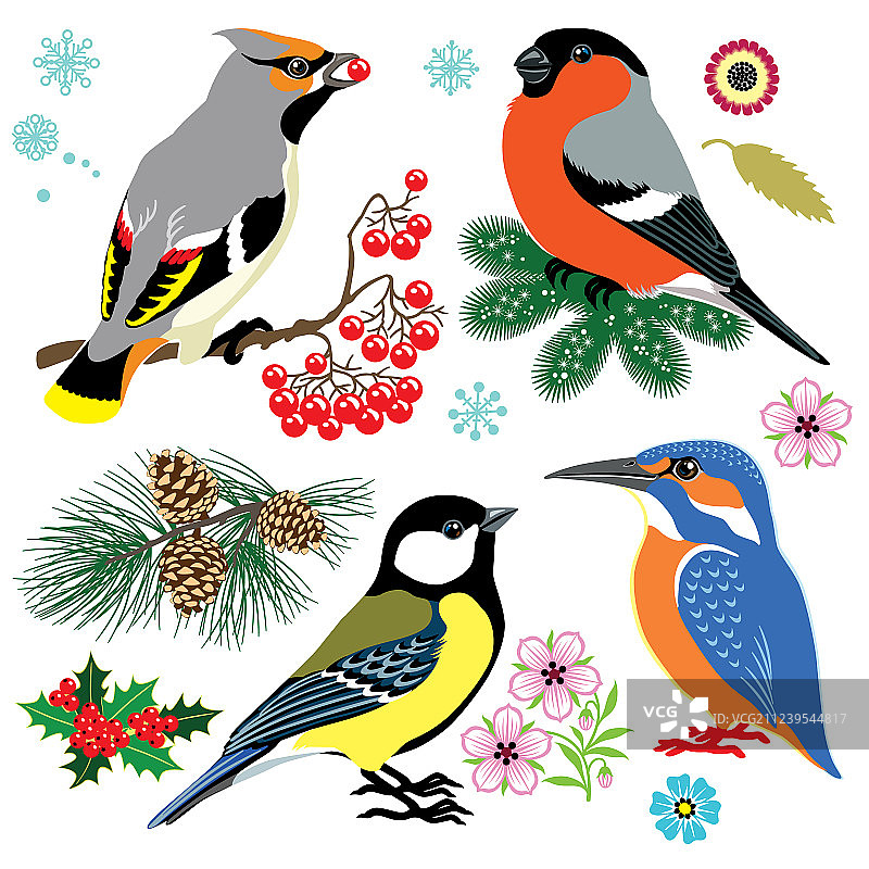 野生鸟类合集图片素材