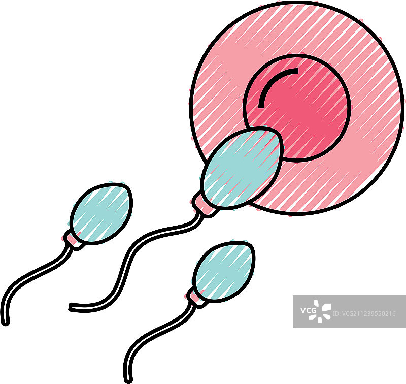 精子使卵子受精图片素材