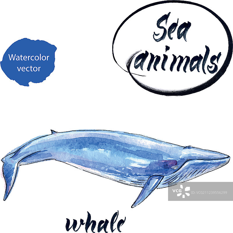 蓝色鲸鱼水彩图片素材