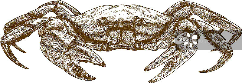 蚀刻螃蟹图片素材