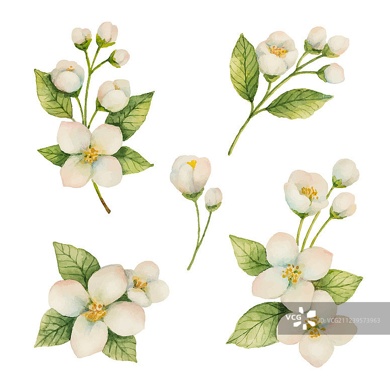 水彩画一套花和茉莉花枝图片素材