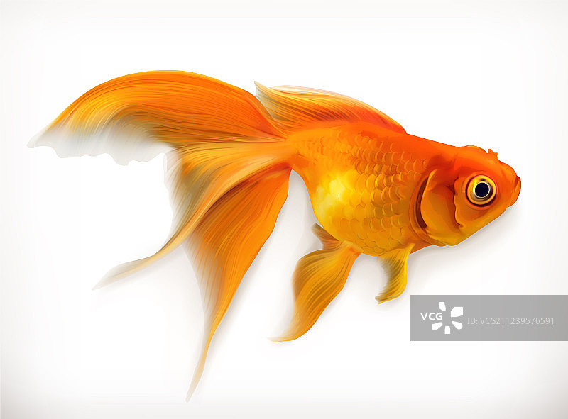 逼真的金鱼图片素材
