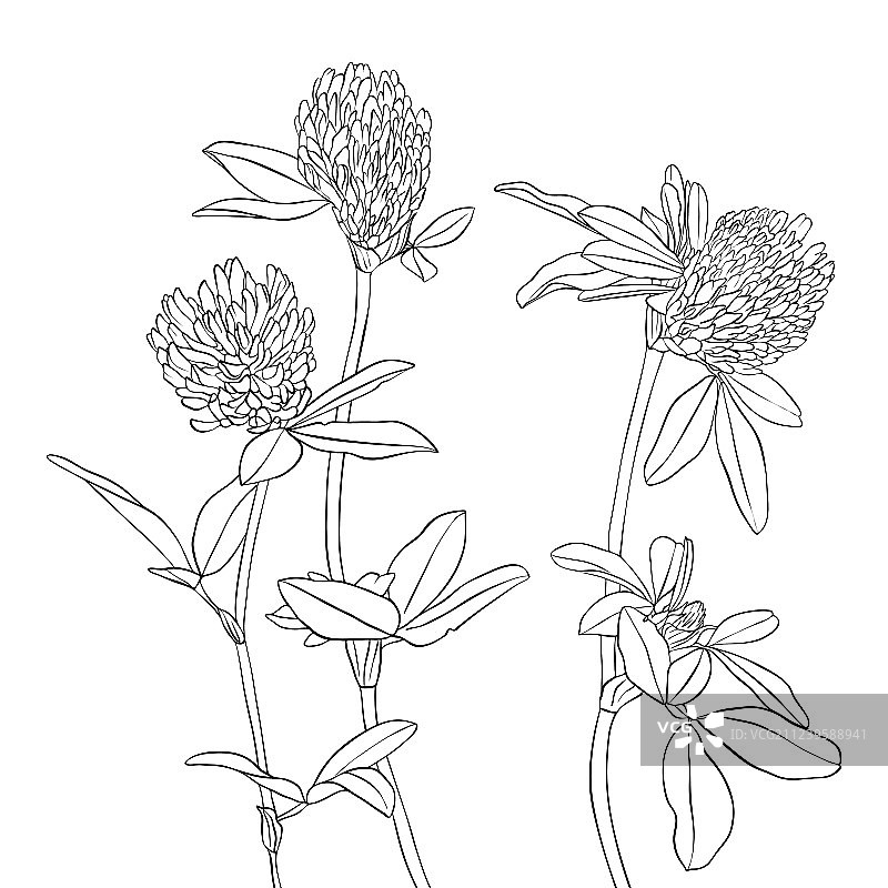 绘画：三叶草花图片素材