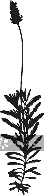 植物剪影图片素材