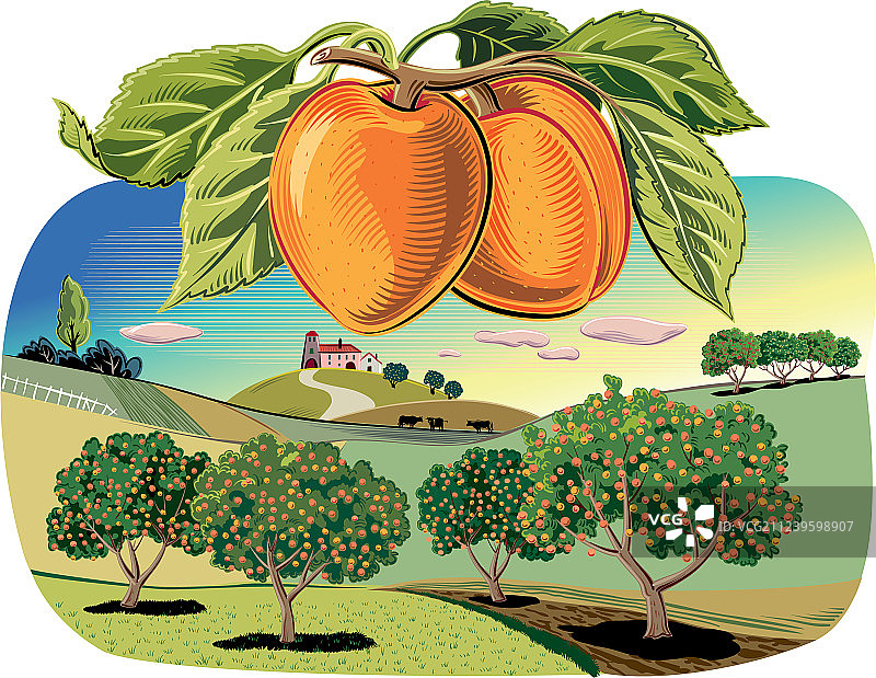 杏树枝图片素材