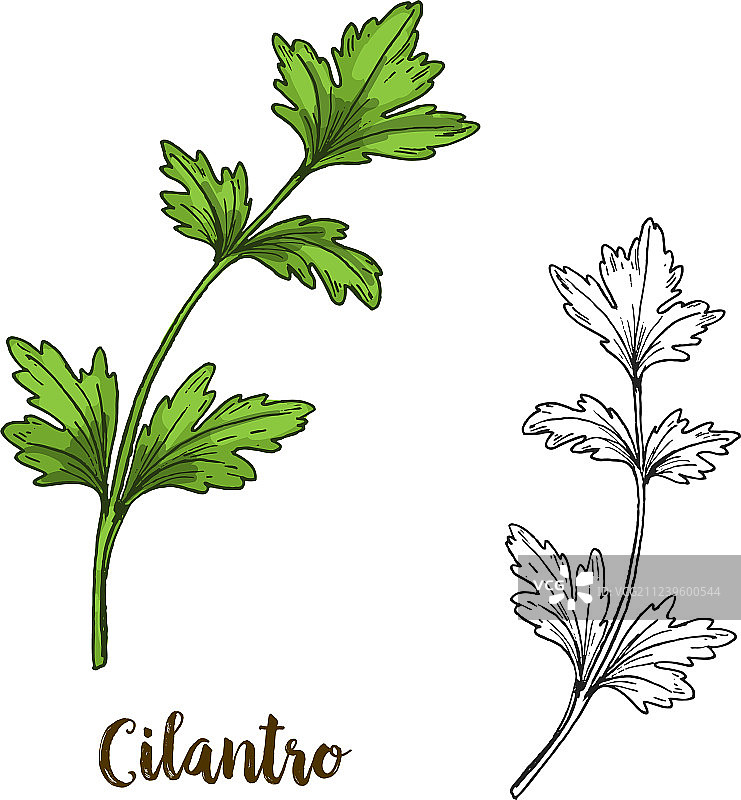 香菜的彩色写实素描图片素材