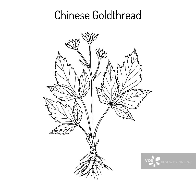 中药材黄连图片素材