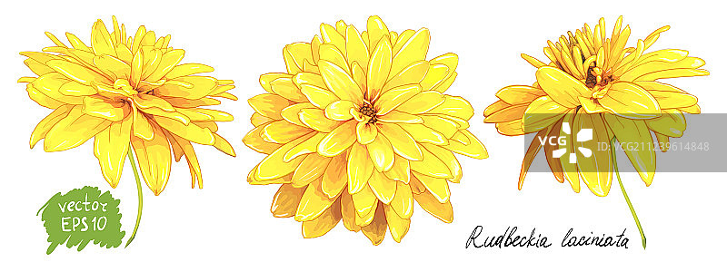 金光菊黄色花朵图片素材