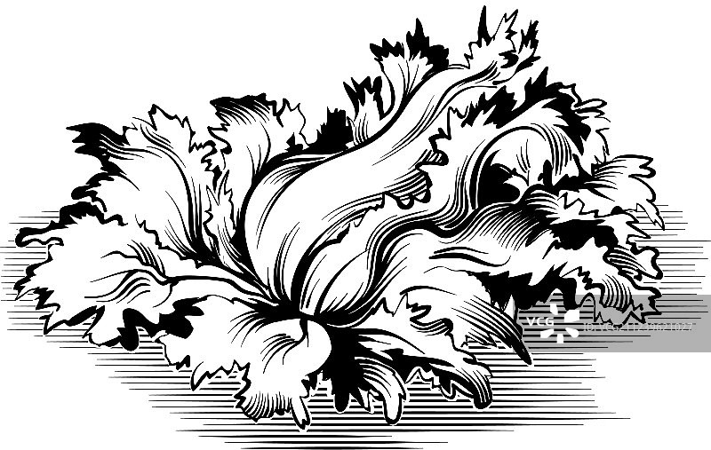 菊苣沙拉植物图片素材