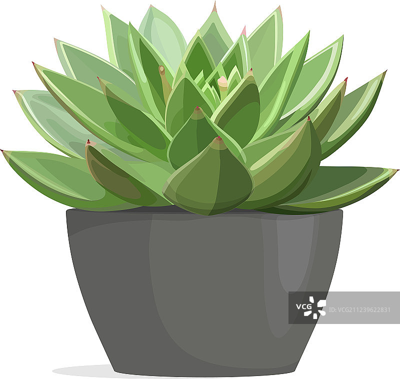 石莲花多肉植物图片素材