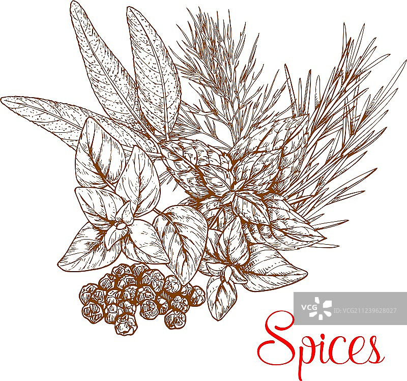 辛辣草本和香料调味料素描图片素材