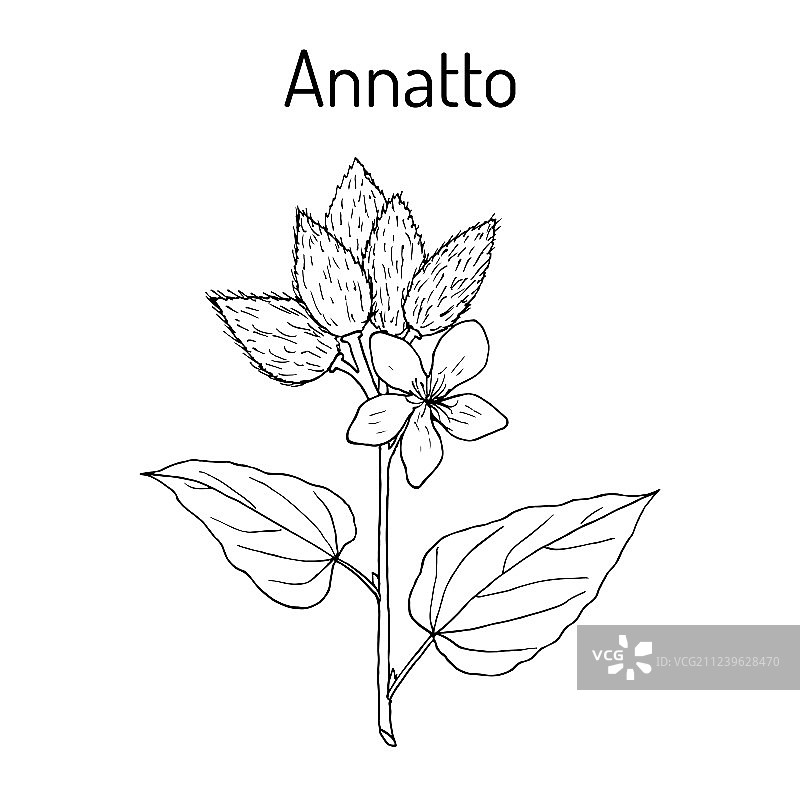 胭脂树图片素材