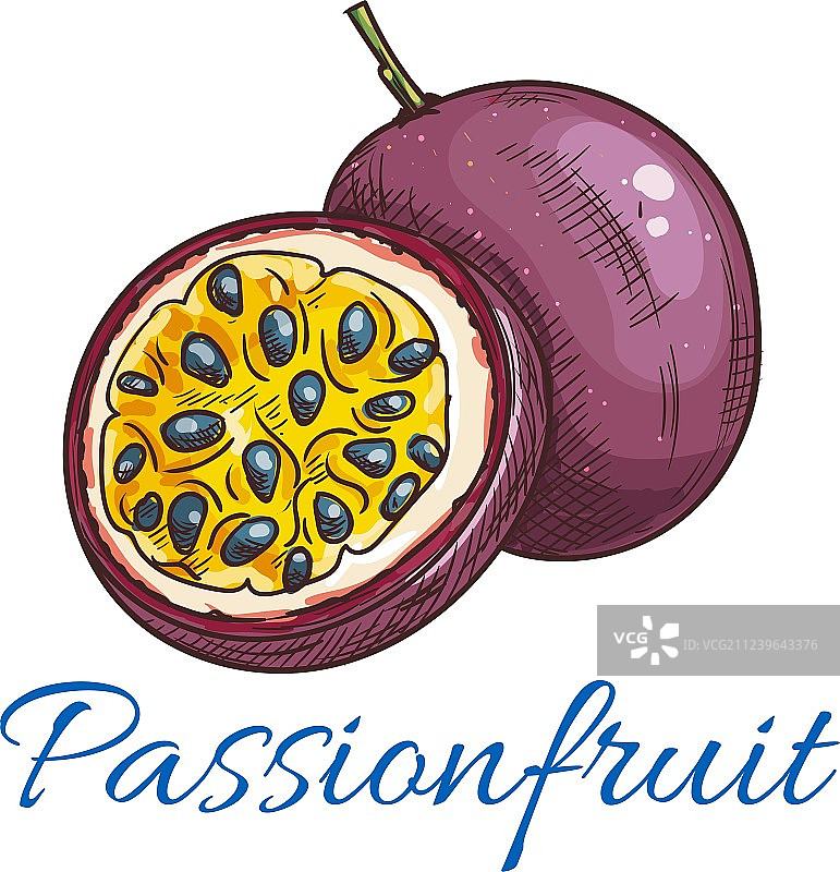 百香果彩色速写图标图片素材