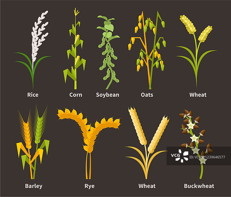 各种农业类型的谷物和豆类图片素材