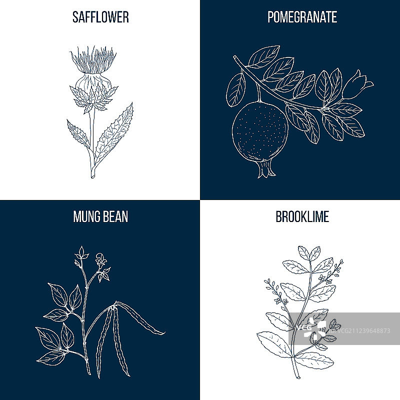 四组手绘食用药用植物图片素材