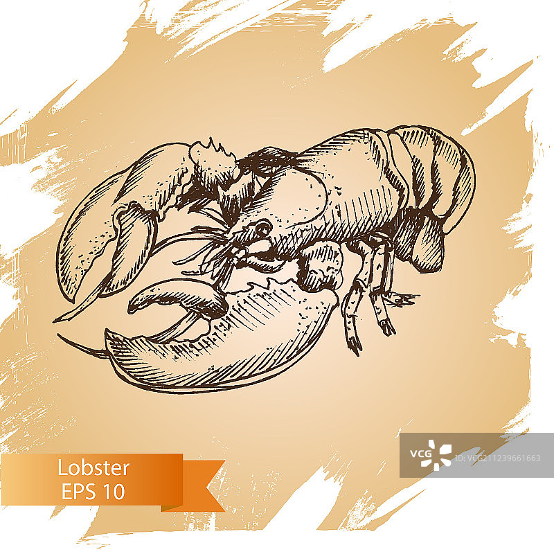 手绘龙虾素描图片素材