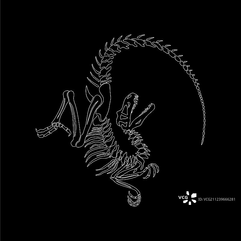 黑色背景上的迅猛龙骨骼印花素材图片素材