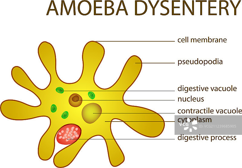 阿米巴痢疾图片素材