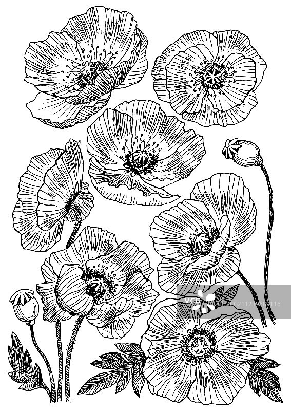 野生罂粟花手绘插画图片素材