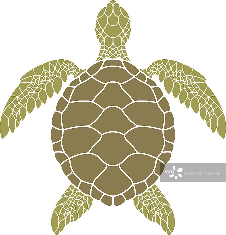 绿海龟图片素材