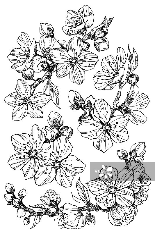 白色复古背景上分离的杏花枝图片素材