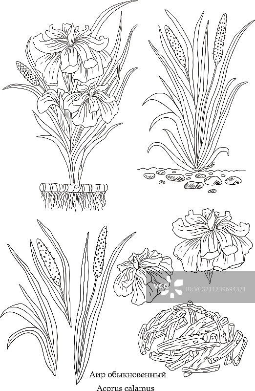 手绘植物菖蒲图片素材
