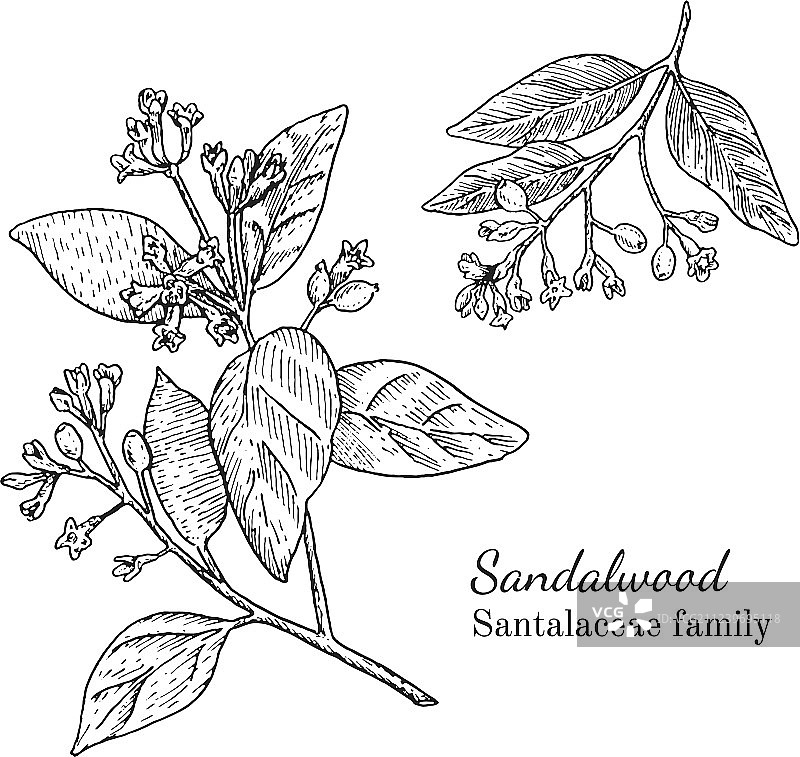 手绘水墨檀香木草图图片素材