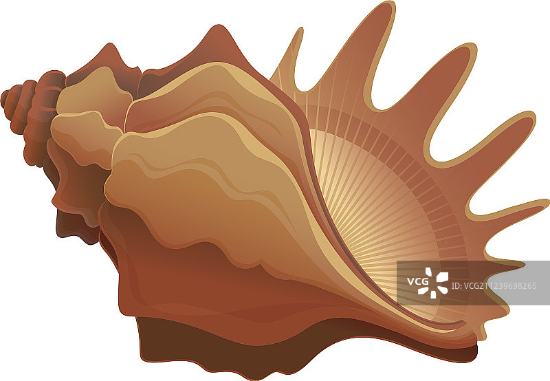 彩色可爱贝壳图片素材