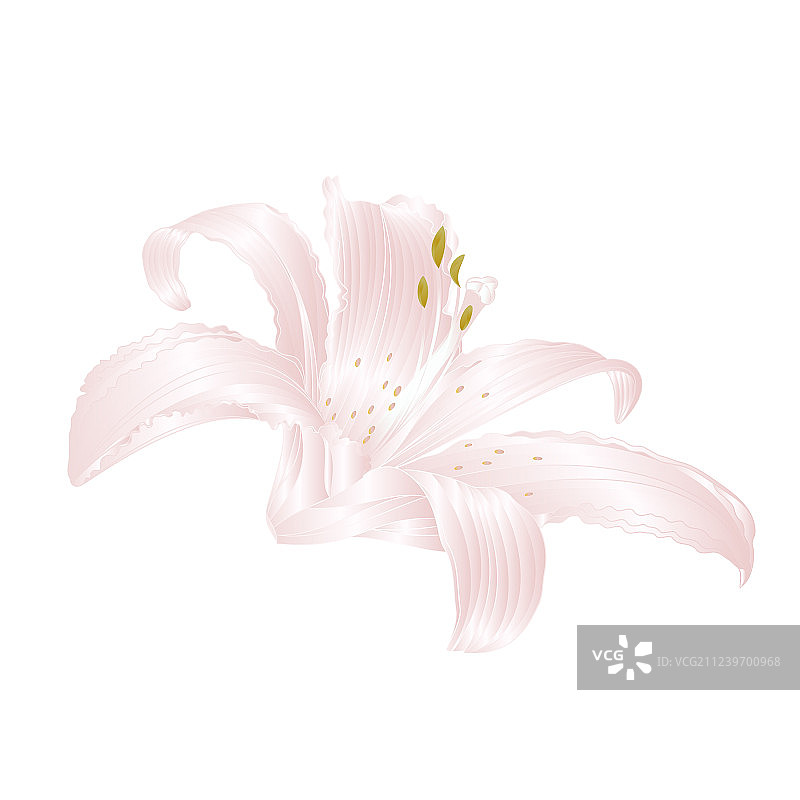 白色百合花图片素材