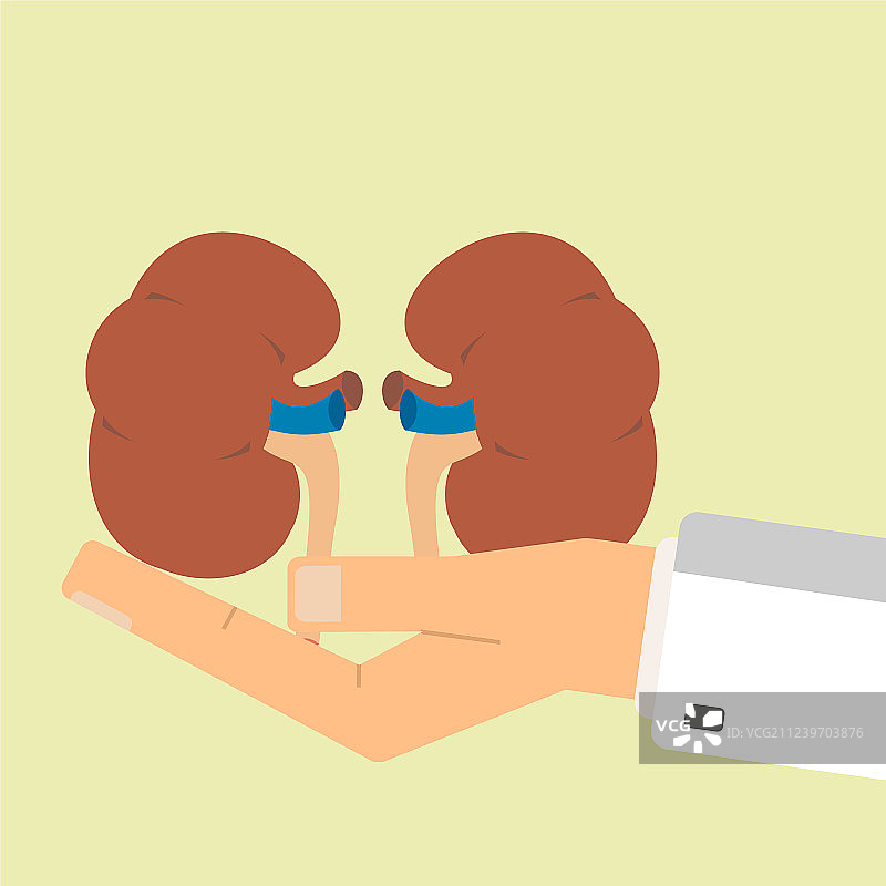 医生手持人类肾脏，医疗保健图片素材