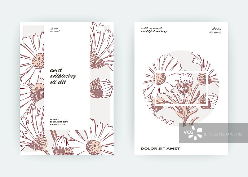 金盏花菊花贺卡图片素材