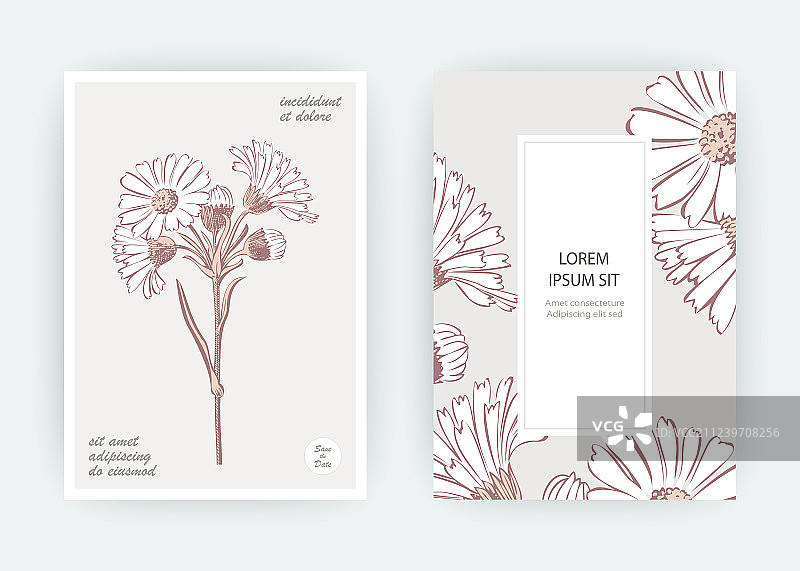 金盏花菊花贺卡图片素材