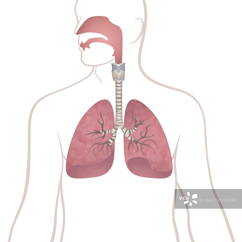 人的肺部、气管和鼻咽图片素材