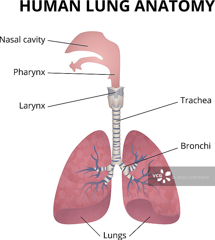 人体呼吸系统图片素材