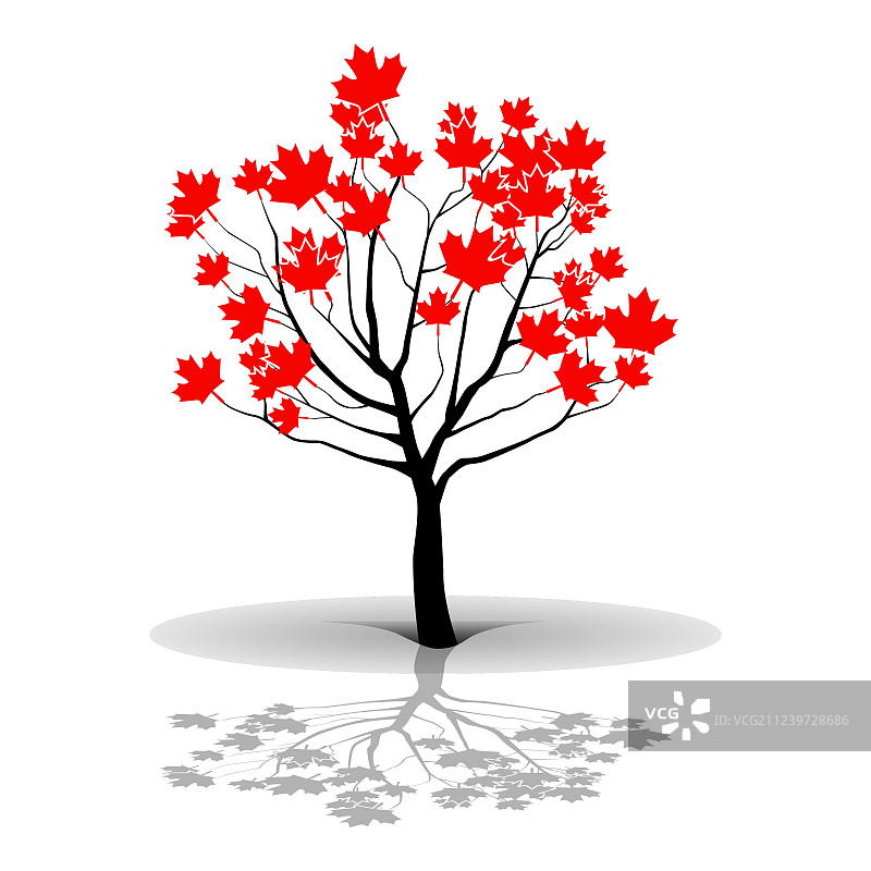 枫树-加拿大图片素材