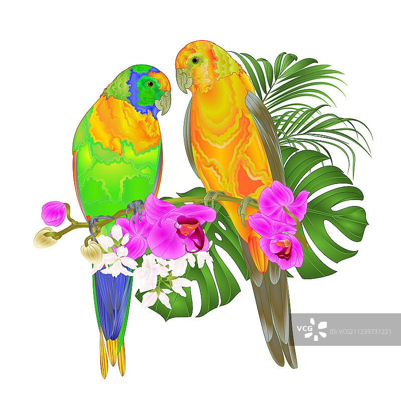 太阳金鹦鹉热带鸟类图片素材