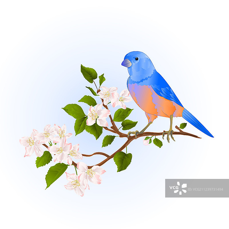 苹果树上的蓝知更鸟小鸣禽图片素材